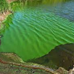 Cianobacterias: cómo cuidarse de las algas tóxicas y meterse en el agua de forma segura