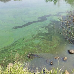 Peligro en el agua: que son las cianobacterias que encontraron en Buenos Aires y qué efectos producen.
