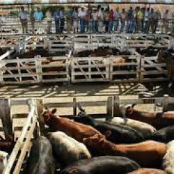 Sin vacas (vivas) en la capital: el Mercado de Liniers se va de Buenos Aires después de 121 años