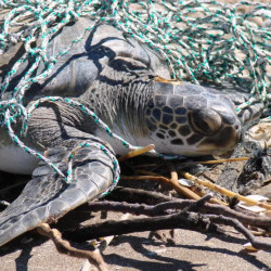 Basura en la costa bonaerense: el plástico está presente en 7 de cada 10 residuos