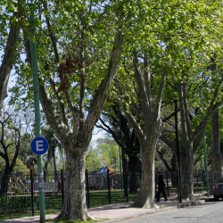 Alertan que hay un árbol cada 282 habitantes de barrios populares del sur porteño