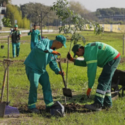 Infraestructura verde: se activa el plan porteño para sumar miles de árboles en los barrios y nuevos espacios